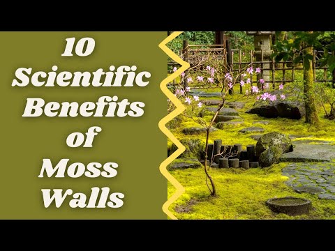 10 Scientific Benefits of Moss Walls, Benfits Of Moss, What Is The Moss,
