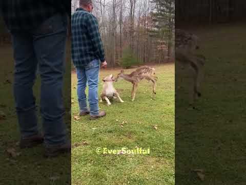 This Pit Bull Became Friends with a Baby Deer 💖