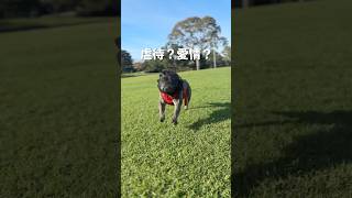 虐待？愛情？愛犬の誤飲による手術の経験を経てたどり着いた誤飲防止ネット