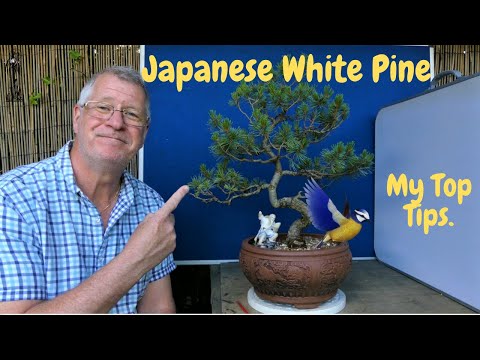 Japanese White Pine | Ash | Sycamore | Oak - Some Essential Care Tips!