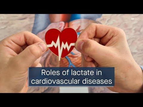 Papéis do lactato nas doenças cardiovasculares