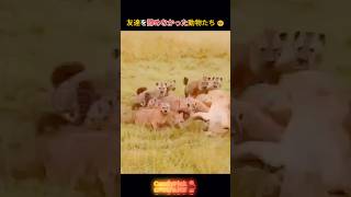 友達を諦めなかった動物たち 🥺 #動物動画
