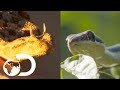 Battle Of The Snakes | Wildest Islands Of Indonesia VS Wildest Middle East