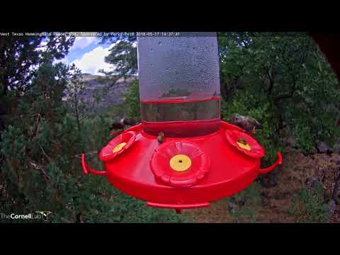 Female Rivoli's Hummingbird Displaces Male Black-chinned At Feeder – May 17, 2018