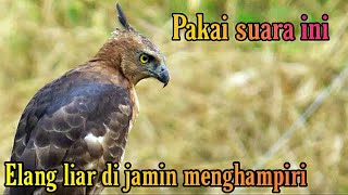 Download lagu Suara burung elang, Teriakan burung elang memanggil teman, suara pikat ampuh burung elang #elangjawa mp3 Download lagu Suara burung elang, Teriakan burung elang memanggil teman, suara pikat ampuh burung elang #elangjawa mp3