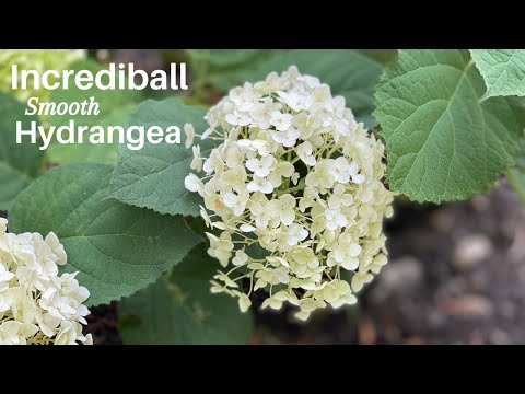 Incrediball Smooth Hydrangea is INCREDIBALL // TheFlowerFanatic