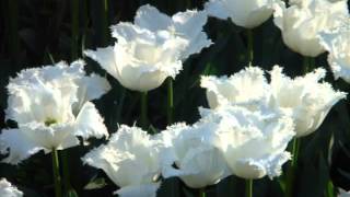 Noor Jahan   Ghazal)   Hamari Sanson Mein Aaj Tak Woh   YouTube