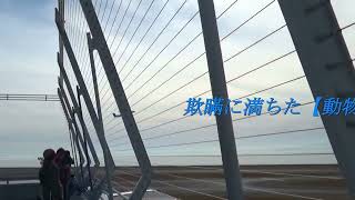 動物愛護法・予告編