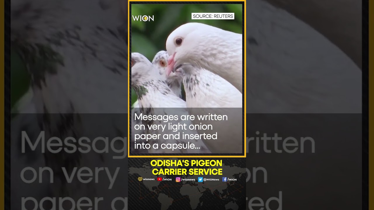 Got the message? Indian state police keeps traditional pigeon carrier service alive