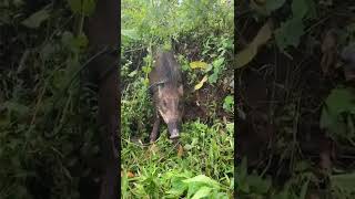 Download lagu B2 #shorts #dog #jabali #youtube #youtubeshorts #hunting #youtuber #hama #dapat #babi #anjing mp3