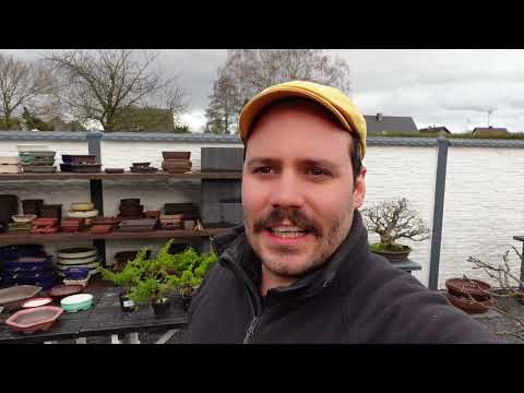 Günstige Chinesische Wacholder (Juniperus chinensis) bei Black Label Bonsai