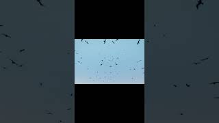 Ryan Adams - Pacific Line (rare unreleased track with Bob Weir &amp; Don Was)