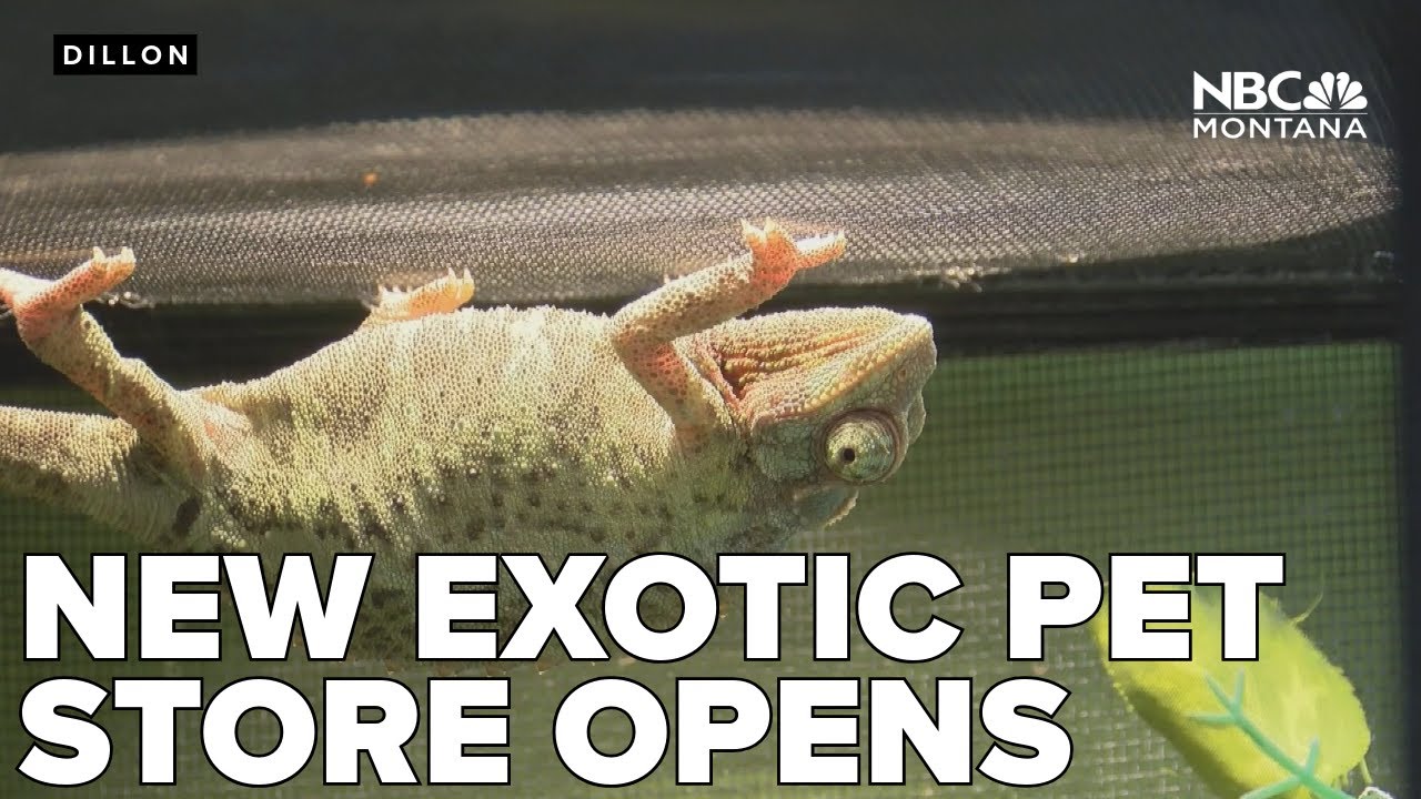 New Dillon pet store features dozens of exotic animals
