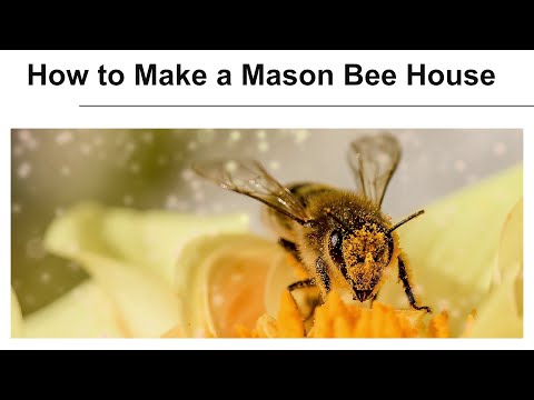 Growing Gardeners: How to Make a Mason Bee House