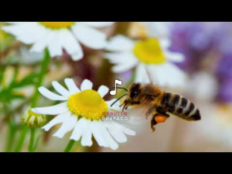 Abejita del Amor- Vidaleros Letra-Tarija