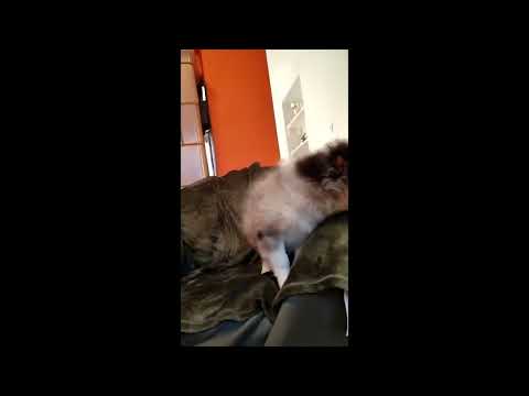 Sheltie Welpe kaufen