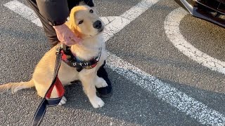 He can't stop interacting with people,Golden retriever puppy Bisuke【We have news】
