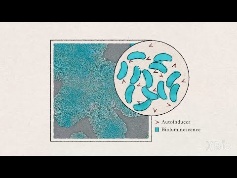 Bacterial Growth and Quorum Sensing