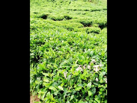 Urw'imisozi igihumbi bavuga ni uruhe? II ihere ijisho