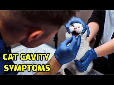 How To Tell If Your Cat Has A Cavity