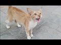 Poor Abandoned Hungry Cat Meowing Loudly And Eating Fastly