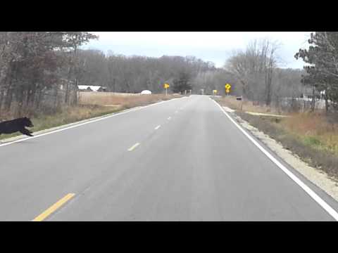 Boyceville Bears 10-29-14