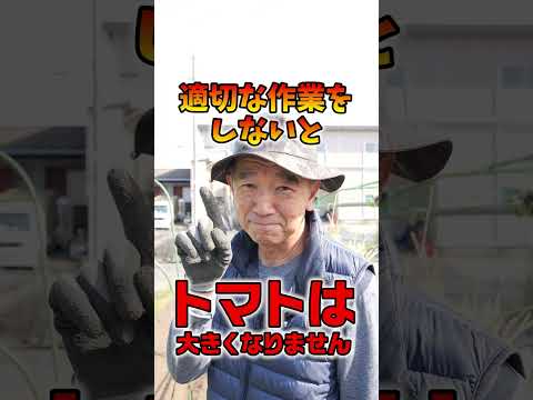 収穫物にダメージを与えずに黒茎トマトの病気を治療するにはどうすればよいですか?  庭園