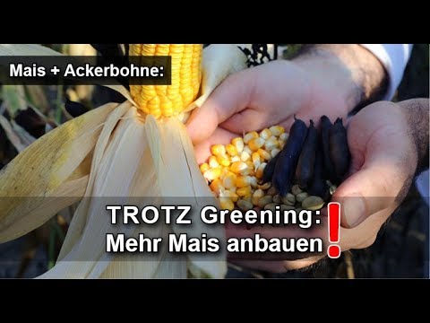 Mehr Mais säen 2021 - Maisanbau 2021 mit Leguminosen-Mais-Mischung von agaSAAT