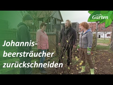 Überalterte Beerensträucher zurückschneiden | MDR Garten | MDR
