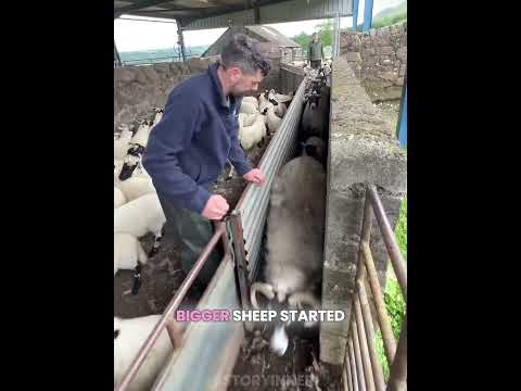 Shepherd's Worst Nightmare! 😮🐑