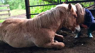 Animal Communication: HOW I Listen to my Horses