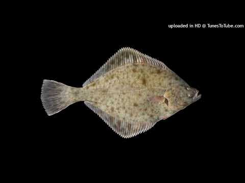 MACIAS - LISTA ŻYCZEŃ (DISS SZPAKU)