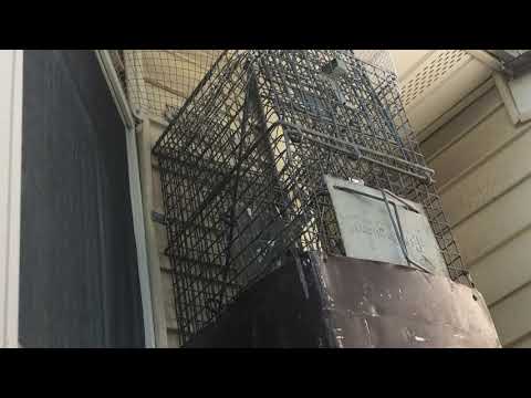 Wildlife Removal in South Brunswick, NJ