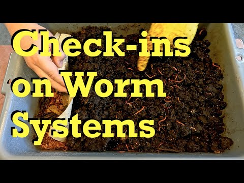 Check-in on Euros in VermiBag Mini & on migrating Red Wigglers - worm farm vermicomposting