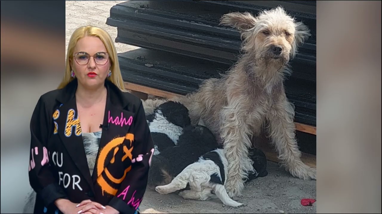 Câinii fără stăpân au devenit un business?