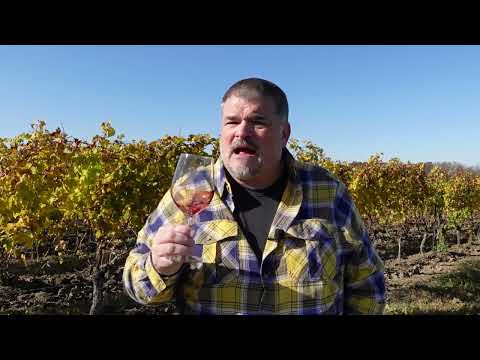 Masi 2018 Campofiorin (Veneto, Italy)