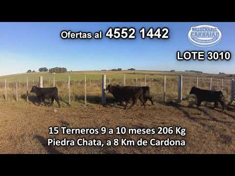 Lote 15 Terneros 9 AA - 2 RA - 1 RA/ HE - 3 AA/ HE 206 Kg kg -  en Piedra Chata, a 8 Km de Cardona