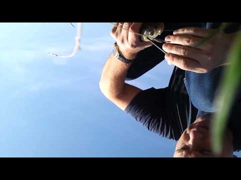 Clean de Pisculesti  balastiera   Prahova