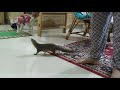 Funny pet mongoose..