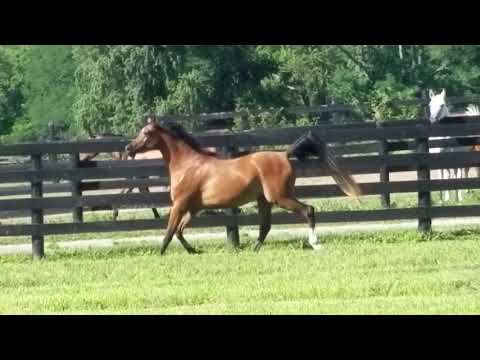 FAYEK AL SHAQAB (Fadi al Shaqab x Fai al Shaqab by Marwan al Shaqab)