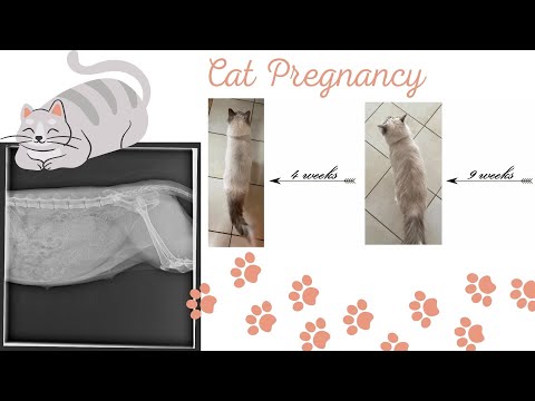 Cat Pregnancy - Symptoms | Before & After | Birth Supplies | X Ray