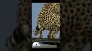 おもしろい、可愛い動物gif集3 #shorts