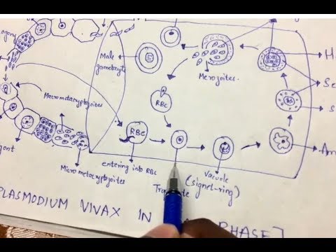 Inter 2nd year SYNAPTIC TRANSMISSION ZOOLOGY
