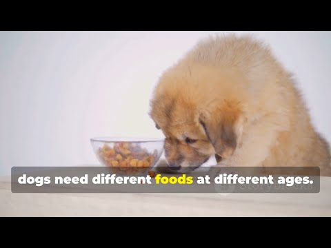 Dog Feeding Tips 🐕🍽️ | Food Puzzles, Meal Prep & Seasonal Nutrition Tips for a Healthy Dog!