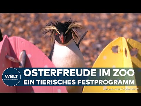 GROSSBRITANNIEN: Eigene Überraschungseier - Ostern auch im Zoo! Das steckt hinter dem Festprogramm
