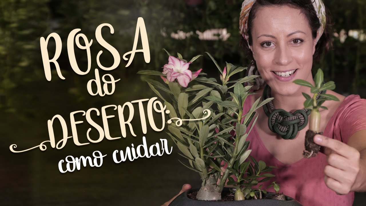 ROSA do DESERTO: TUDO o que você PRECISA SABER