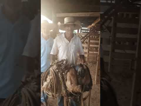 VELHO PEÃO DE BOIADEIRO 2024 JOVIÂNIA GOIÁS