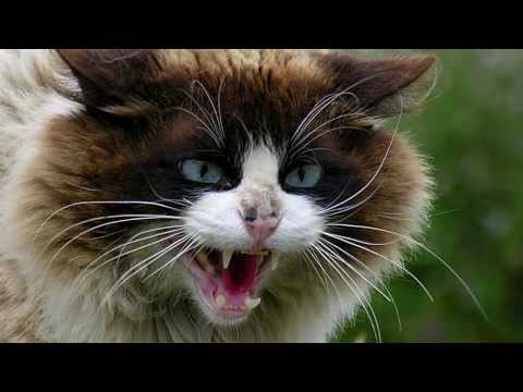Angry Cat Sounds and Pictures Prank Your Dog - YouTube