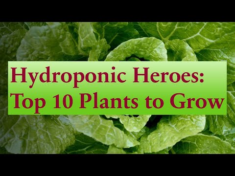 10 Best Plants to Grow in Aerogarden | Hydroponics | Tips | Germination | Nutrients