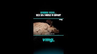 정체불명 귀요미...알고 보니 1400년 차 알바생 / 비디오머그 #shorts